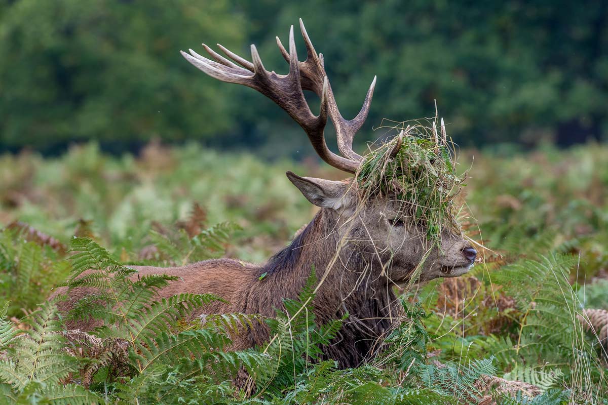 observer-faune-flore-itineraire-canada