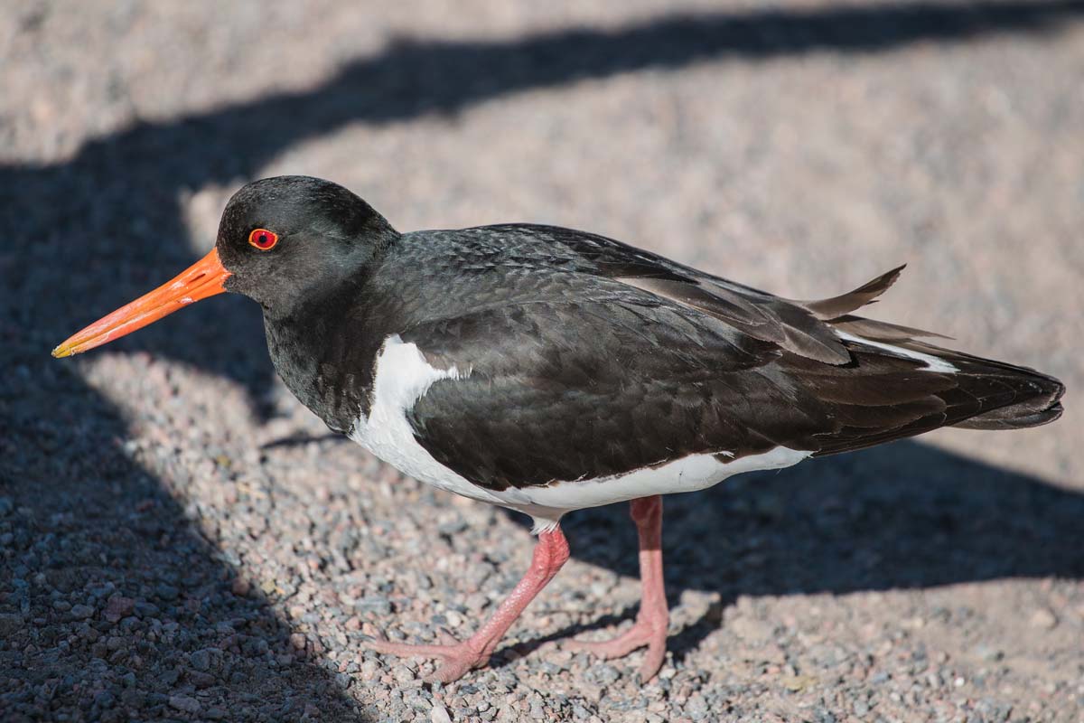 observer-oiseau-ile-seurasaari