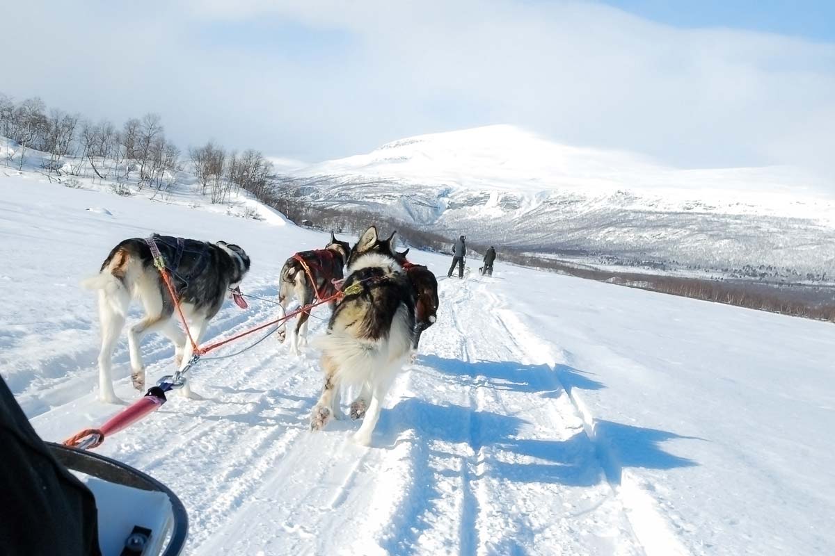 activite-chien-traineau-laponie-famille