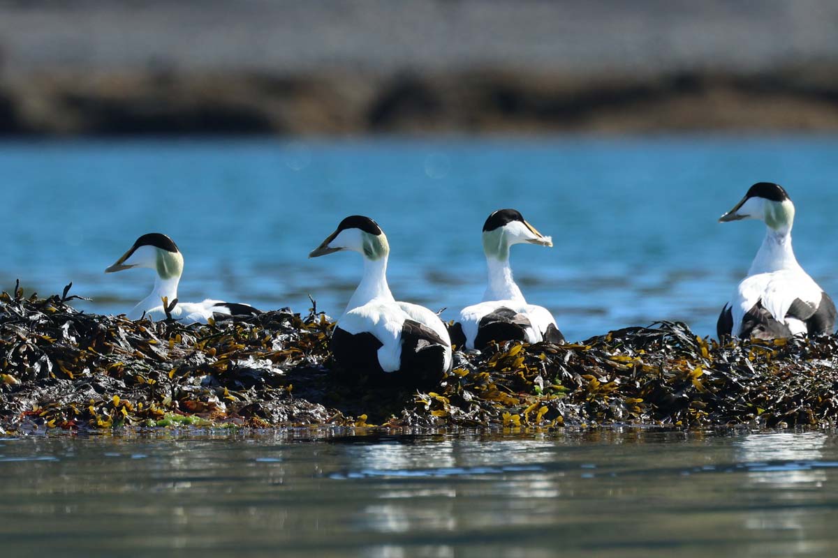 eider-a-duvet-oiseau-islande