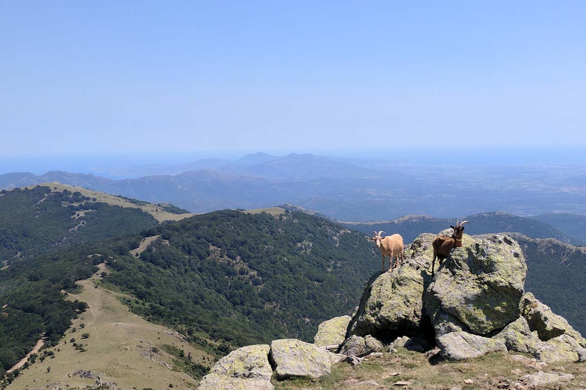 faune-sauvage-massif-des-alberes