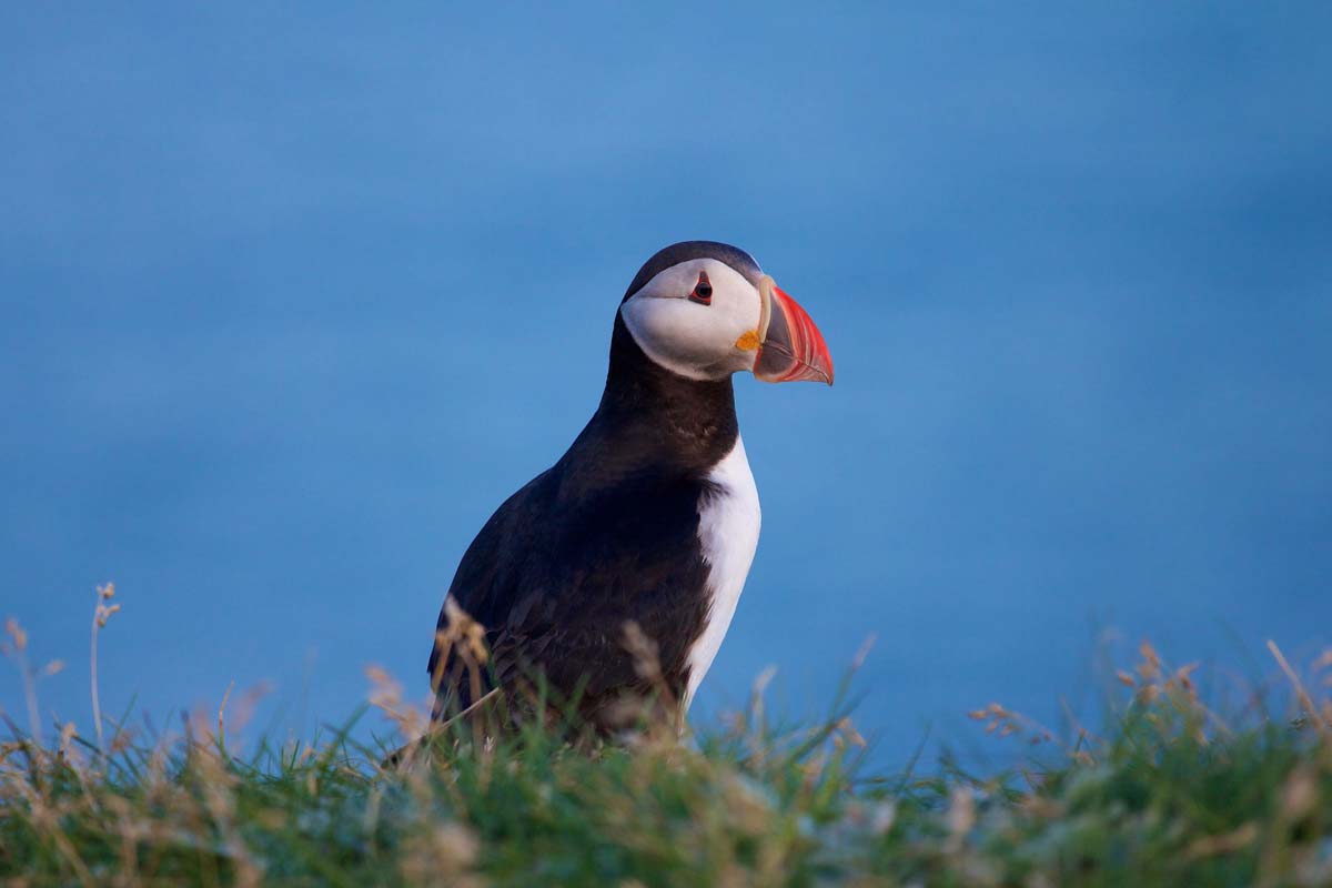 macareux-moine-symbole-islande