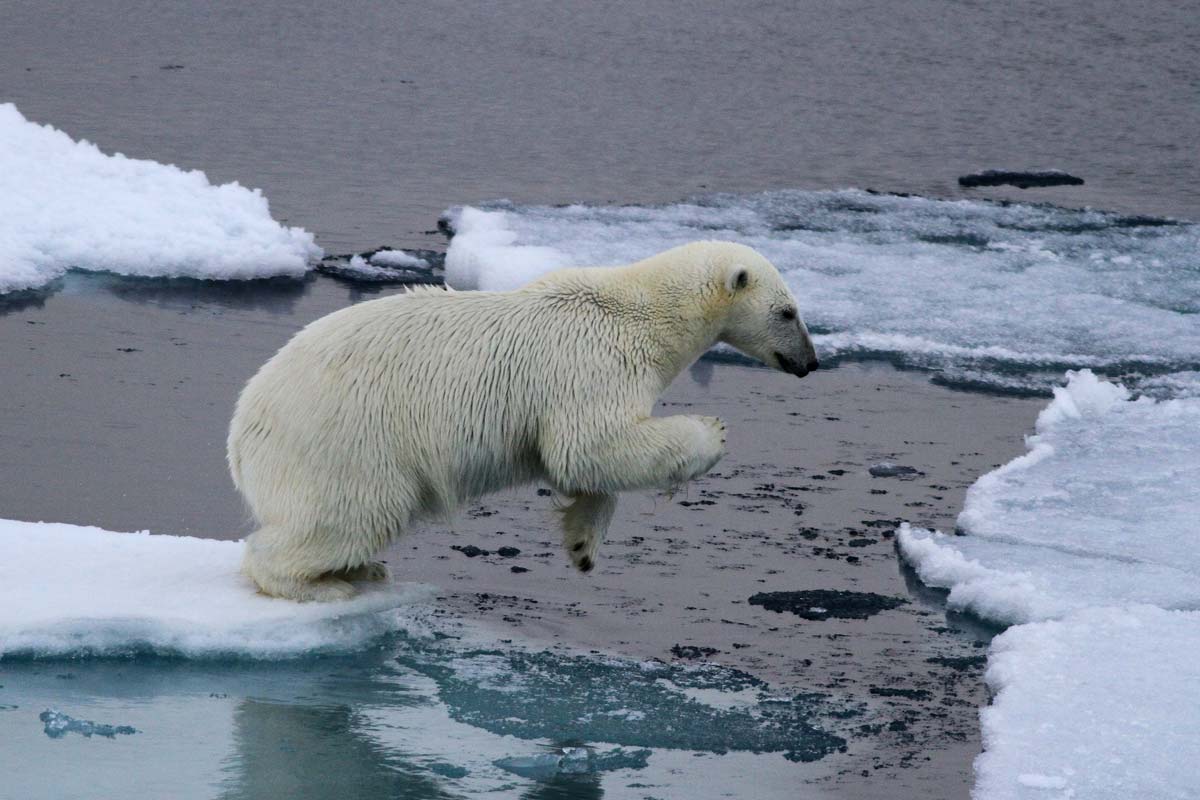 observer-ours-polaire-iles-svalbard