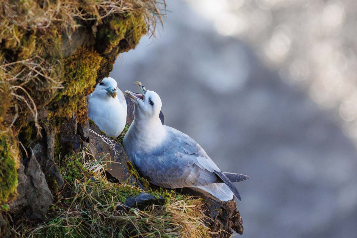 oiseau-petrel-fulmar-islande
