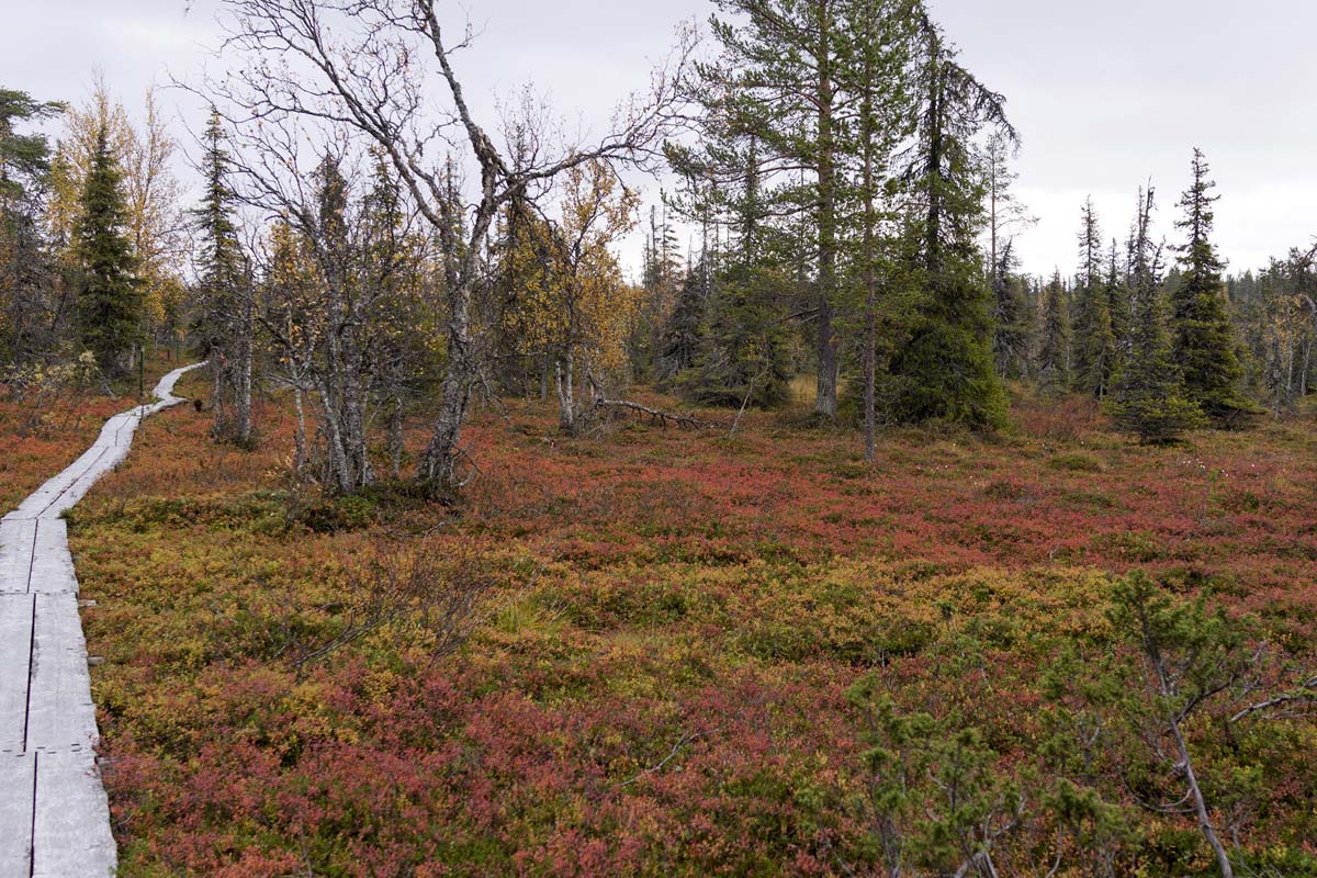 parc-national-urho-kekkonen-laponie