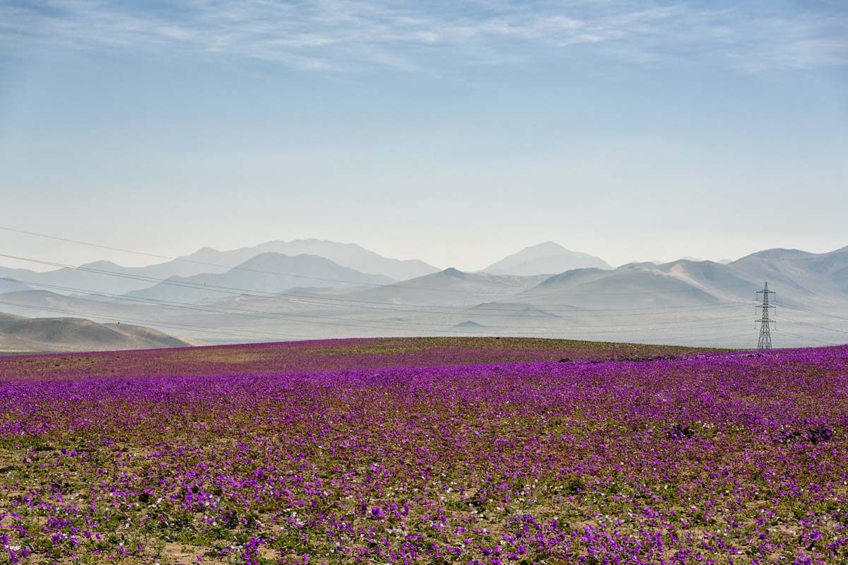 desert-fleuri-parc-national-lannos-de-challe