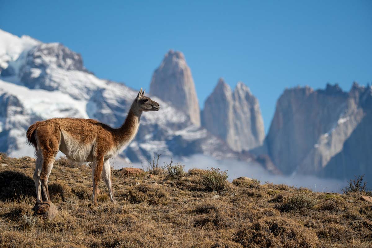observer-animaux-torres-del-paine