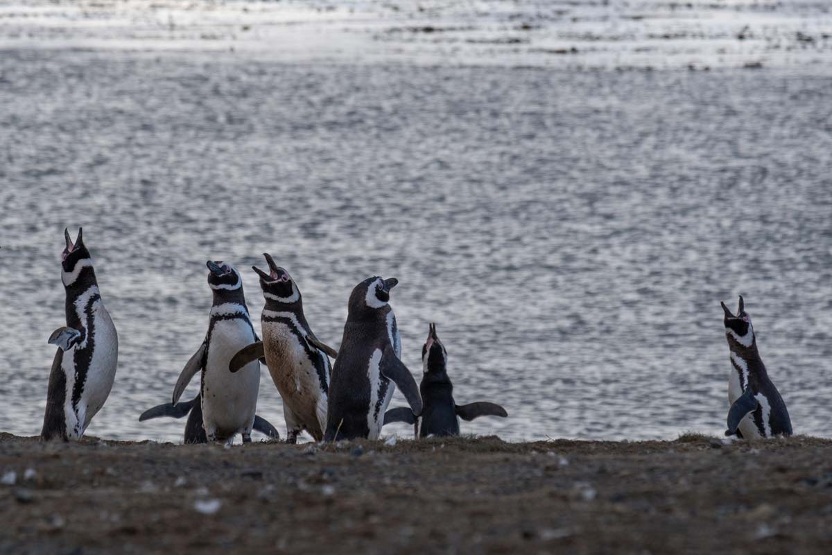 observer-manchots-de-magellan-punta-arenas