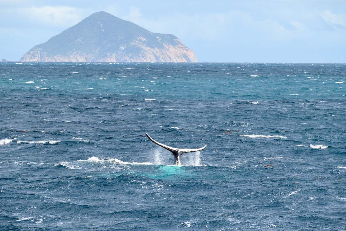 observer-baleine-activites-victoria