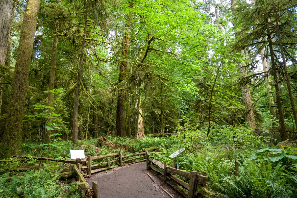 cathedral-grove-vancouver-island