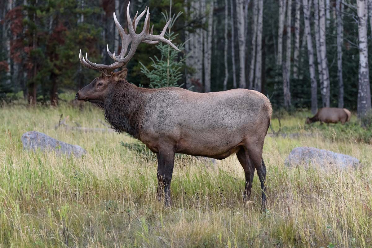 faune-sauvage-parc-national-jasper