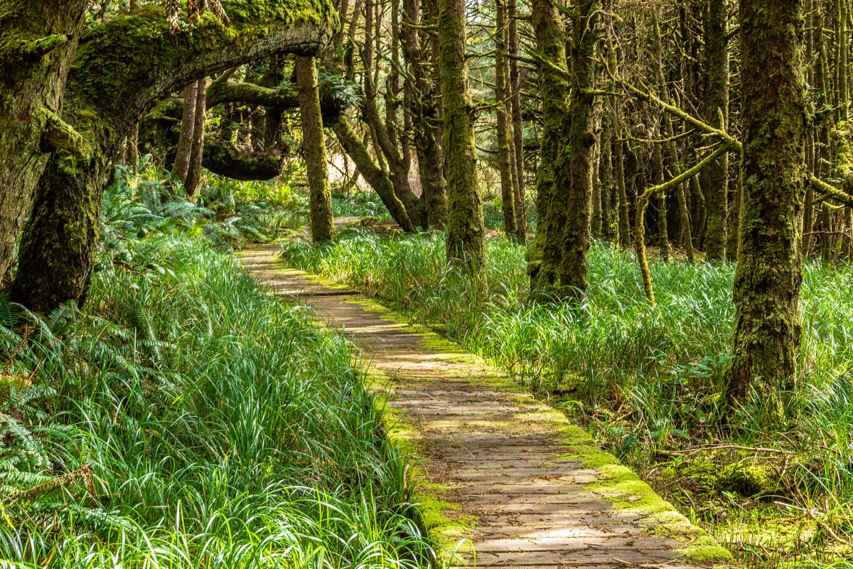 foret-alentour-ucluelet-ile-vancouver