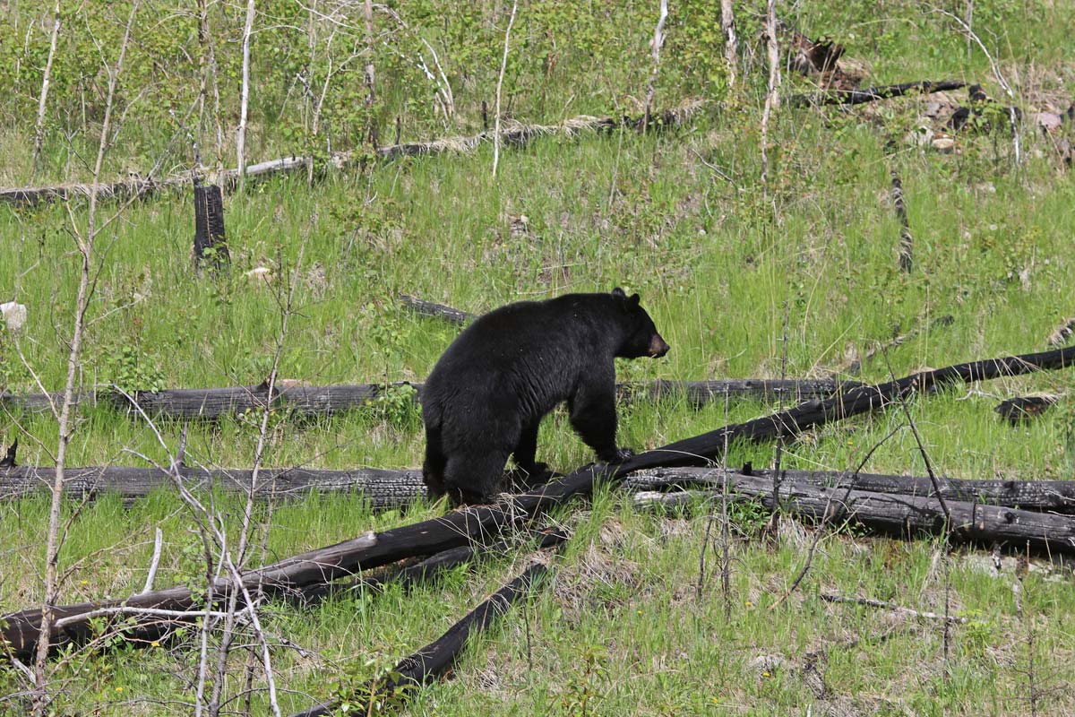 ours-noir-parc-banff